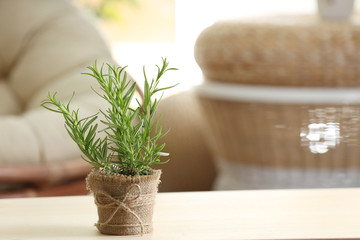 Pot with fresh rosemary on table indoors