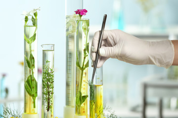 Scientist working with samples of plants in laboratory
