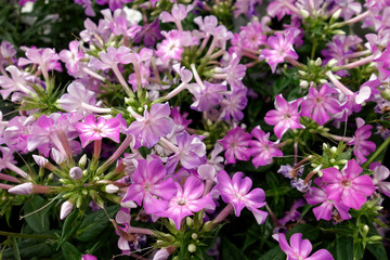 Naklejka premium Piękne kwiaty Achillea millefolium „Christel”. Fotografia makro.