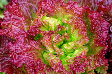 Close up of a lush red lettuce cabbage plant growing in the garden. - 214731543