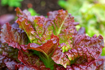 Close up of a lush red lettuce cabbage plant growing in the garden. - obrazy, fototapety, plakaty