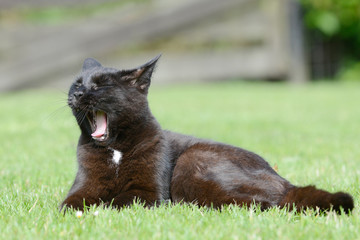 black cat lying on meadow  and yawning