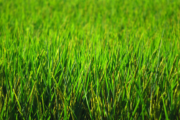 Rice field as a background, green rice field