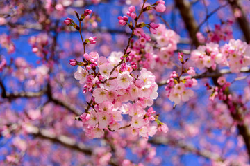 Cherry Blossom trees, Nature and Spring time background. Pink Sakura with Blue sky, Washington DC