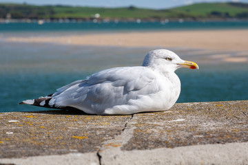 An adult Herring Gull sitting on the sea wall at Padstow in Cornwall, England.
