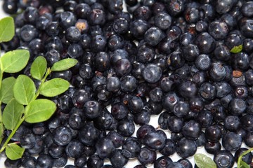 фон из ягод черники