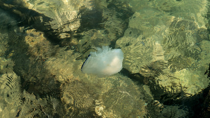 Jellyfish under the crystal clear water. Wild sea life. Albania