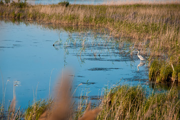 view of the lake with gray herons