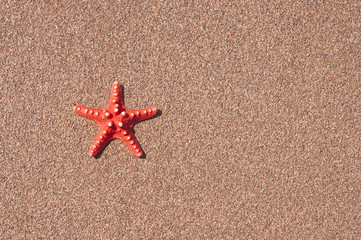 Closeup of starfish on beach