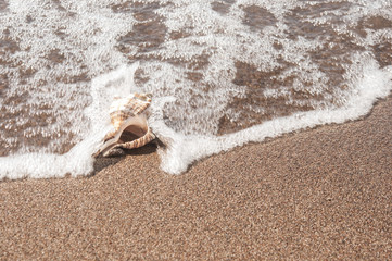 Big seashell on the sand
