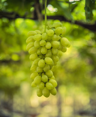White wine grapes in a vineyard
