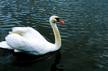 swan