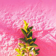 Plants on pink fashion concept. Green on pink wall background