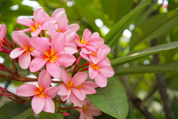 Frangipani flower outdoor