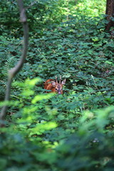 deer