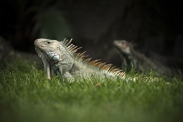 Wild Iguana on grass