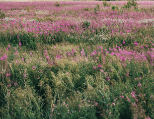 Fototapeta premium meadow pink flowers far horizon blue sky