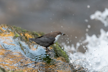 Wasseramsel