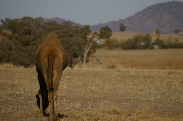 Australian domestic single humped Camel in a field on a farm in rural New South Wales, Australia
