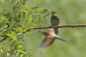 Bienenfresser (Merops apiaster)
