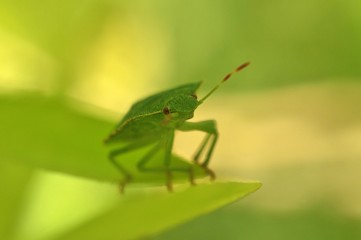 Punaise vert 