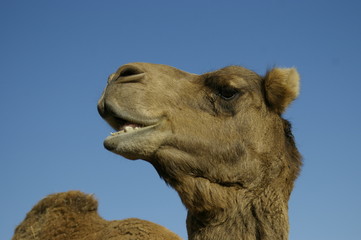Australian domestic single humped Camel in a field on a farm in rural New South Wales, Australia