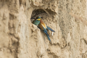 Bienenfresser (Merops apiaster)