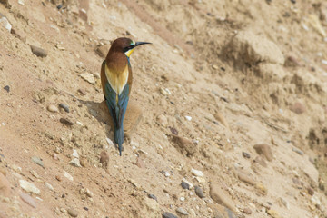 Bienenfresser (Merops apiaster)