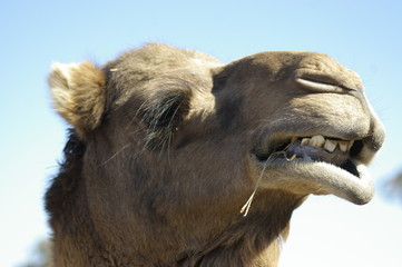 Fototapeta premium Australian domestic single humped Camel in a field on a farm in rural New South Wales, Australia
