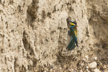 Bienenfresser (Merops apiaster)