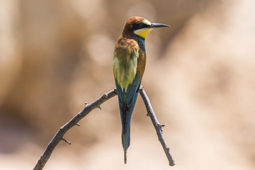 Bienenfresser (Merops apiaster)