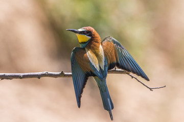 Bienenfresser (Merops apiaster)