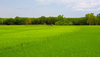 The beauty of green fields / Beautiful colors of the field during the growing season. / Green field Heaven of nature lovers