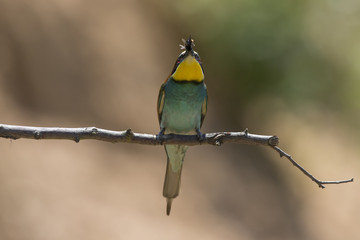 Bienenfresser (Merops apiaster)
