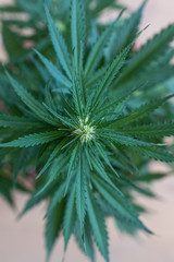 Cannabis plants in a Dutch grow shop. Large bud of inflorescence in growing period with green leaves. Top view of hemp plant.
