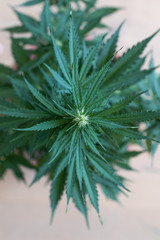 Cannabis plants in a Dutch grow shop. Large bud of inflorescence in growing period with green leaves. Top view of hemp plant.