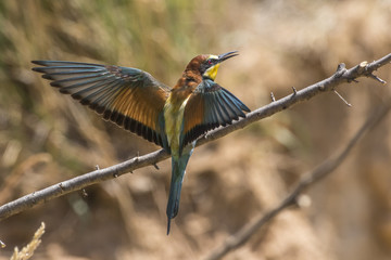Bienenfresser (Merops apiaster)