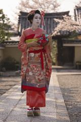 Maiko in a kimono walking on a stone path in front of the gate of a traditional Japanese temple surrounded by cherry blossoms in sunset.