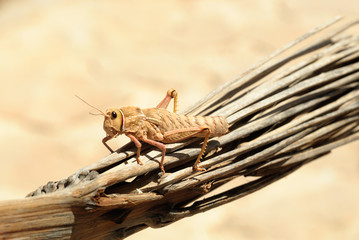 large locust at desert