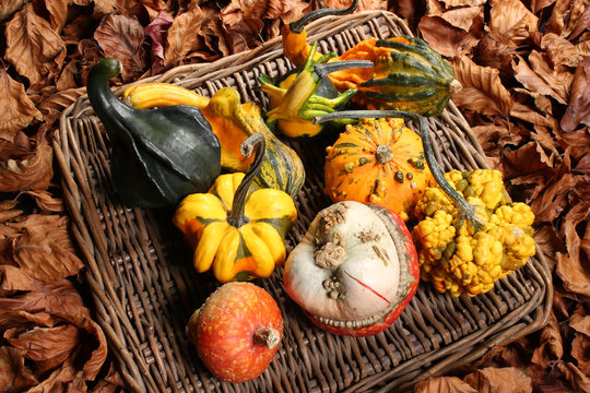 Courges, coloquintes, cucurbitac&eacute;es 