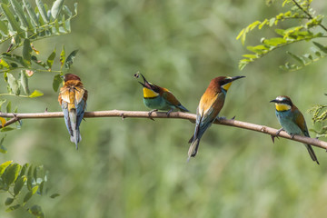 Bienenfresser (Merops apiaster)