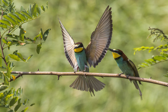Bienenfresser (Merops apiaster)