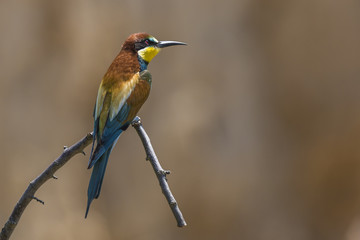 Bienenfresser (Merops apiaster)
