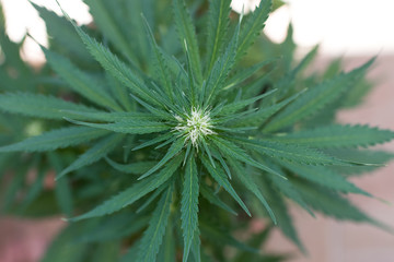 Cannabis plants in a Dutch grow shop. Large bud of inflorescence in growing period with green leaves. Top view of hemp plant.