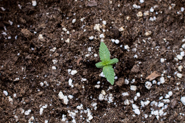 Small cannabis buds in an authorized growshop. Young cannabis plants sprouted by a week with two green leaves and a second pair of growing leaves. earth with white perlite