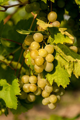 Red grapes on the vine in Moldova