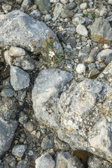 Stone texture - details,  background and texture image