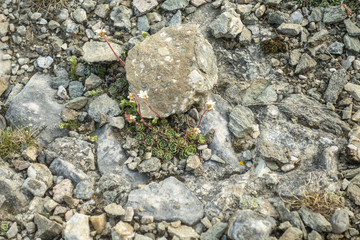 Stone texture - details,  background and texture image