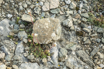 Stone texture - details,  background and texture image