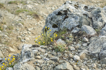 Stone texture - details,  background and texture image